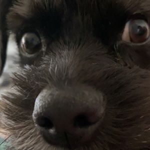 Meet your Posher, Dylan